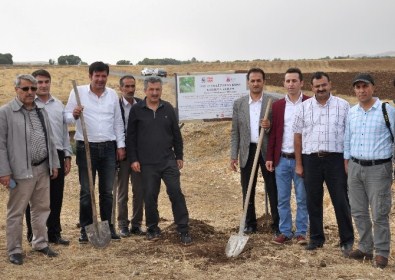 Telli Turna Ve Toy Kuşları İçin Çalışma