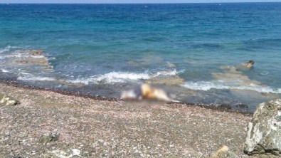 Datça'da Kıyıya Vuran Cesetlerin Kimliği Araştırılıyor