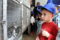 HAMDI AKAN - Denizli'de Dünya Hayvanları Koruma Günü Kutlandı