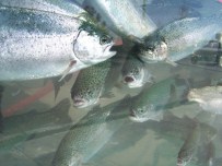 OLTA - Doğal Alabalık Avı 1 Mart'a Kadar Yasaklandı