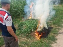 KARAHALIL - Jandarmadan Uyuşturucu Operasyonları