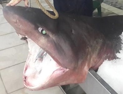Marmara Denizi'nde Köpek Balığı Yakalandı