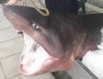 KÖPEK BALIĞI - Marmara Denizi'nde Köpek Balığı Yakalandı