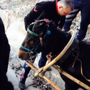 Bolu'da Su Kanalına Düşen Atı İtfaiye Ekipleri Kurtardı