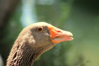 Muğla'da 764 Bin 386 Adet Kümes Hayvanı Var