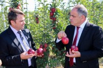 METIN ESEN - Yahyalı'da Elma Hasadı Başladı