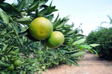 İhracatçı, Turunçgil Sezonunu 11 Aya Uzatmayı Hedefliyor