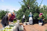 Narenciye Sezon Başında Yüzleri Ekşitmiyor