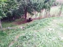 ÇORUH - Tel Örgüye Takılan Ayı Kurtarıldı