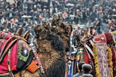 Devecilik Kültürüne Bilimsel Markaj