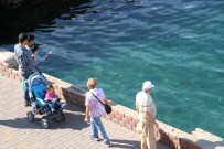 FERİBOT İSKELESİ - Eski Feribot İskelesi Doğal Akvaryum Oldu