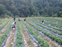 Girişimci Genç Kurduğu Tarladan 50 Ton Çilek Hedefliyor