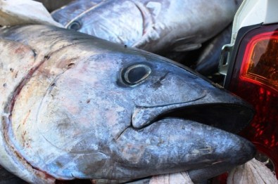 Çanakkale'de Kaçak Avlanmayla Yakalanan 400 Kilo Orkinosa El Konuldu