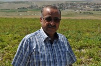 Geçtiğimiz Yıl Kilosu 4 Liraya Kadar Çıkan Patatesi Üretici 65 Kuruş'a Satıyor