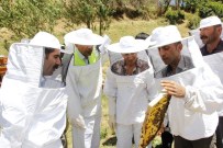 ORGANİK BAL - 'Organik Bal Arıcılığı' Projesi Kapsamında İlk Hasat Yapıldı