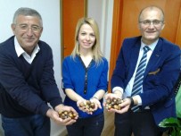 Palamut Meşeleri Toprakla Buluşacak