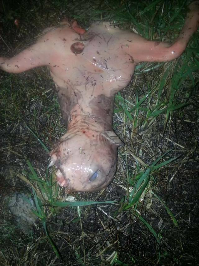 Gizemli Yaratık Gündeme Oturdu