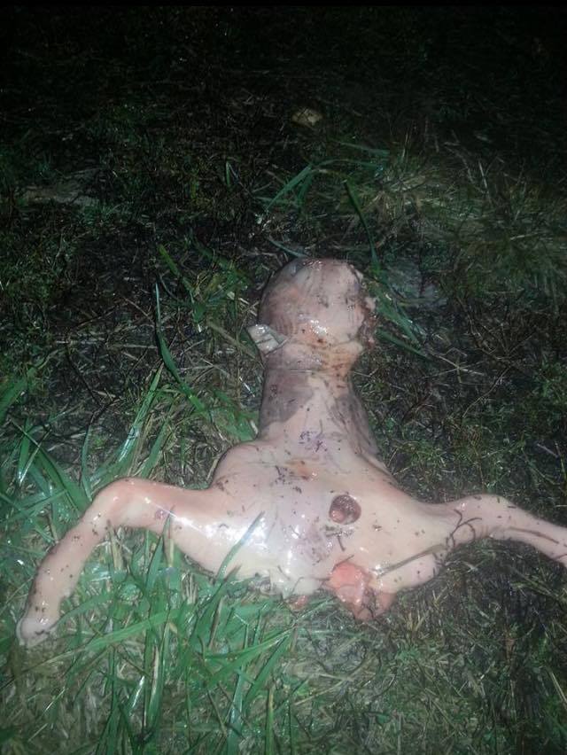 Gizemli Yaratık Gündeme Oturdu