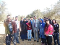 CUMHUR DURAN - Gömeç'te Öğrenciler Zeytin Hasadı Yaptı