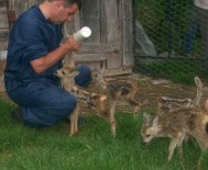 Ordu'da 111 Yaban Hayvanı Tedavi Edildi