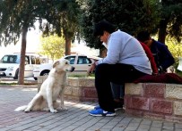 SOKAK KÖPEĞİ - Sokak Köpeği, Kitap Okuyan Öğrencileri İzledi