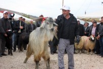 VEYSEL AYHAN - Tokat'ta 4. Tarım Ve Hayvancılık Fuarı