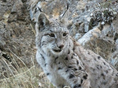Vaşak Bu Kez Pülümür'de Görüntülendi