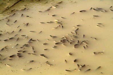 İtfaiyenin Müdahalesi Binlerce Balığın Hayatını Kurtardı