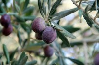 Kahramanmaraş Zeytini Fiyatları Düşürdü