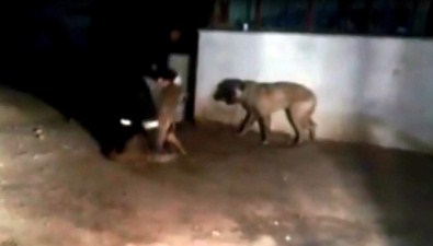 Kangal Köpeklerini Önce Korkuttu, Sonra Saldırttı