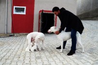 TAVUK ÇİFTLİĞİ - Yaban Domuzlarına Karşı Köpekli Tedbir