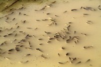 KıZıLKANAT - İtfaiye Bu Kez Balık Kurtardı