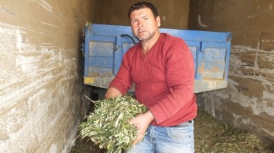 Burhaniye'de Zeytin Yaprağı Hayvan Yiyeceği Oldu