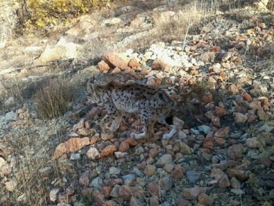 Pülümür'de Hasta Vaşak Görüldü
