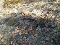 VAŞAK - Pülümür'de Hasta Vaşak Görüldü