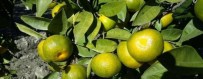 İLAÇ KALINTISI - Aydın'da Turunçgil Bahçeleri Kalıntı Analizine Alındı