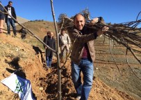 Bitlis'te 5 Bin Ceviz Fidanı Toprakla Buluştu