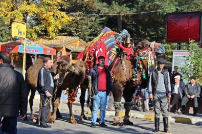 Kalkım'da Güreş Develerine Törenle Havut Giydirildi