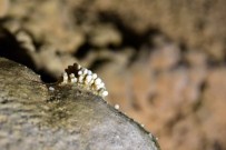 Karaca Mağarasına Rekor Ziyaretçi