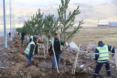Erciyes'te Ağaçlandırma Hamlesi