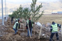Erciyes'te Ağaçlandırma Hamlesi
