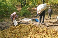 VARİS - Kestane Bereketi