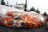 SÜS BALIĞI - Sınırda Akvaryum Süs Balığı Ele Geçirildi