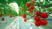 SİGORTA ŞİRKETİ - Tarsim'de Yeni Üretim Sezonu Açıldı