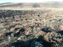 ZIYA POLAT - Arguvan Şotik Havzası Ağaçlandırılıyor