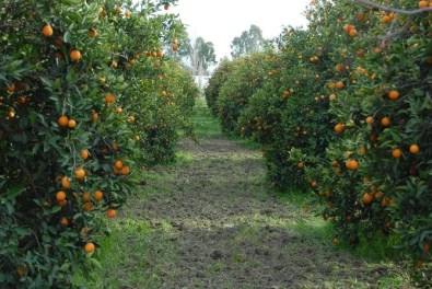 Dalaman TİGEM'de Narenciye İhalesi