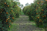 TARıM İŞLETMELERI GENEL MÜDÜRLÜĞÜ - Dalaman TİGEM'de Narenciye İhalesi