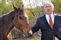 SUÇ ORANI - Doğu Karadeniz'in İlk Atlı Spor Kulübü Giresun'da Kuruldu