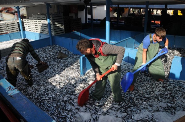 Bir gecede 200 ton hamsi avladı