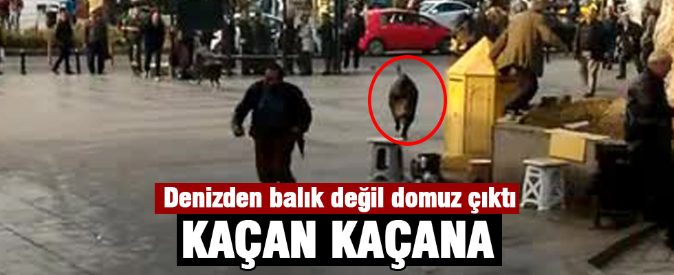Denizden balık değil domuz çıktı